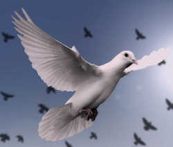 dove symbolizing the Holy Spirit